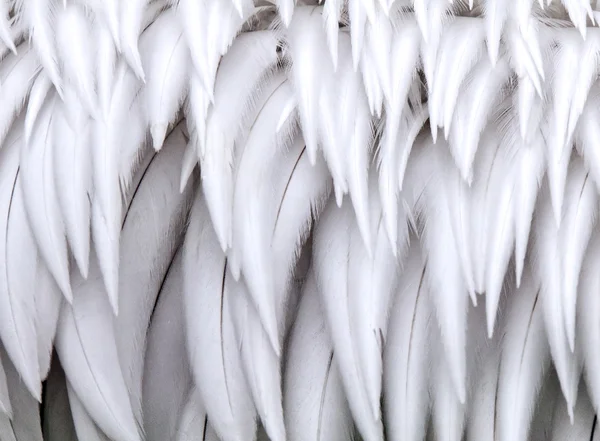 Close-up on white feathers