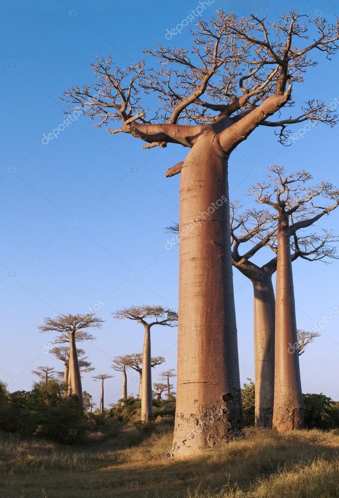 Resultado de imagem para avenida dos baobas