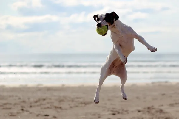 A dog on the beach catching a tennis ball