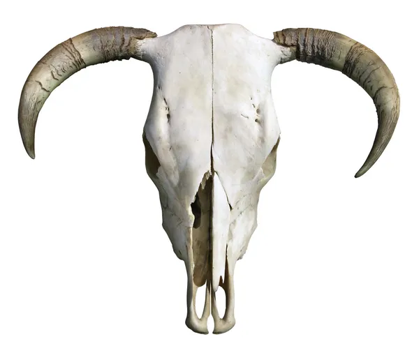 Cow Skull