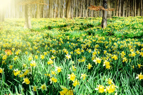 Daffodils in spring forest