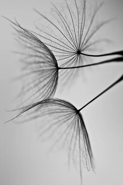 Dandelion seeds drawn on a white brick wall. dandelion seeds