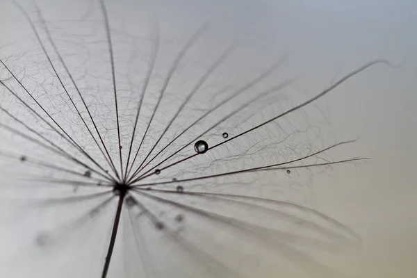 Dandelion seeds drawn on a white brick wall. dandelion seeds