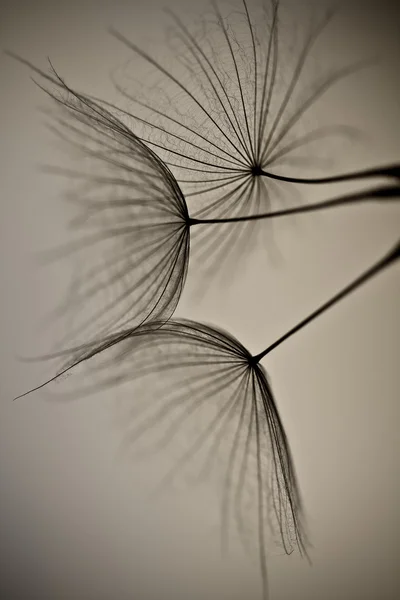 Dandelion seeds drawn on a white brick wall. dandelion seeds