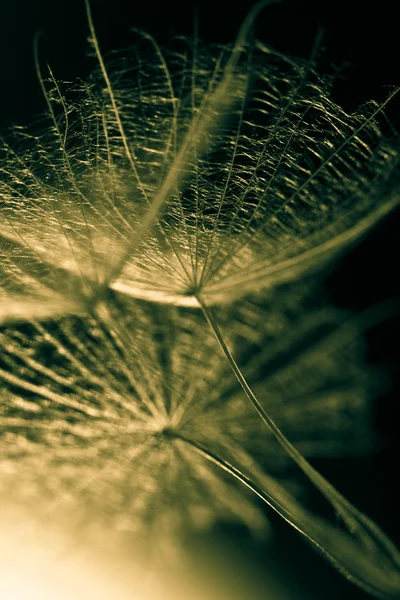 Dandelion seeds drawn on a white brick wall. dandelion seeds