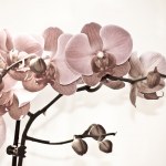 stock-photo-orchid-flowers-isolated-on-white