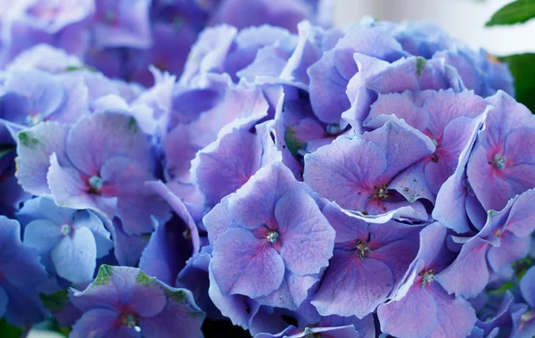 Natural herbal background. Blue flower close up