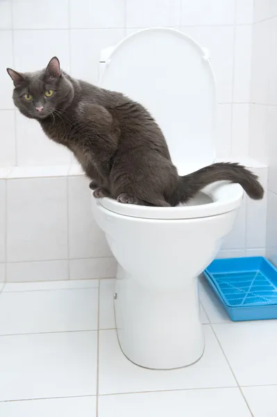 Cat of silver color in toilet