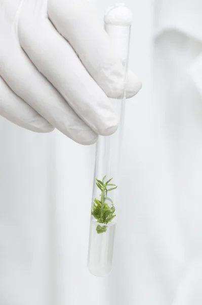 Test tube with plant