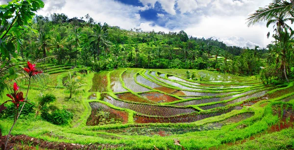 Pictorial rice terraces of Bali island