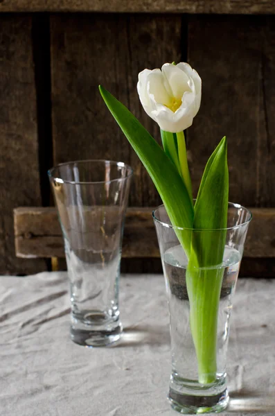 White tulip in glass vase