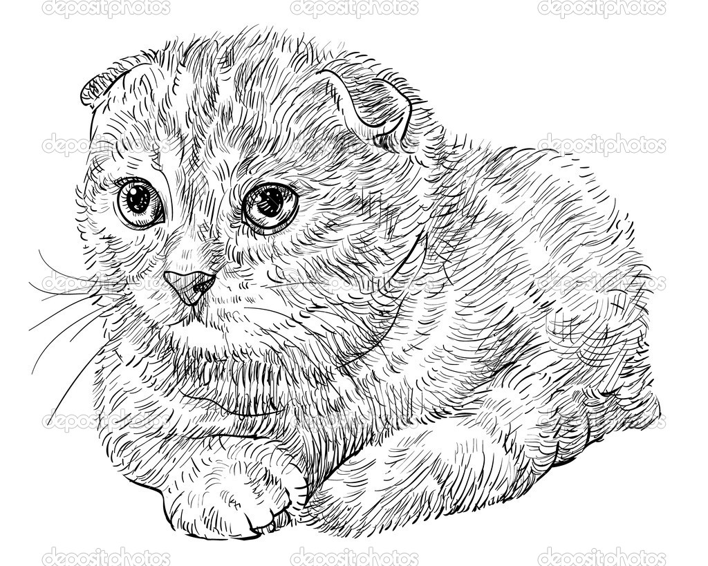 Нарисовать шотландскую кошку Нарисовать шотландскую кошку