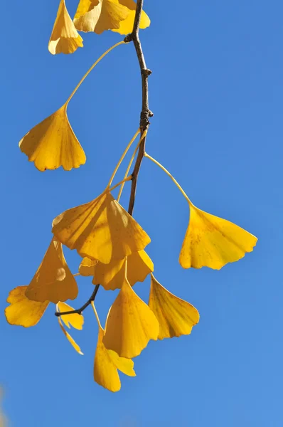 Close Up of Ginkgo Leaves