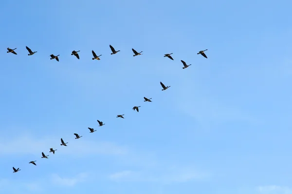 Canadian Geese in V Formation