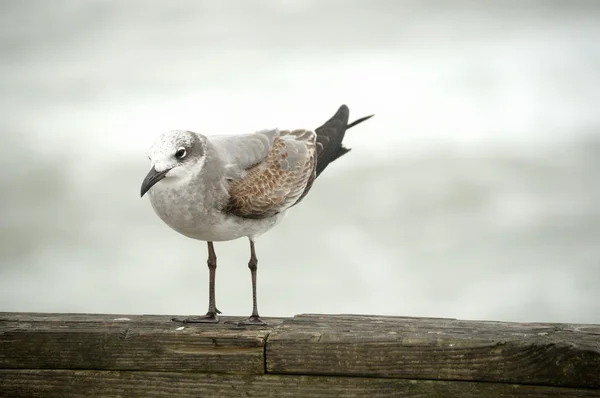 Single brown,gray and white seagull standing on wood railing on gray day