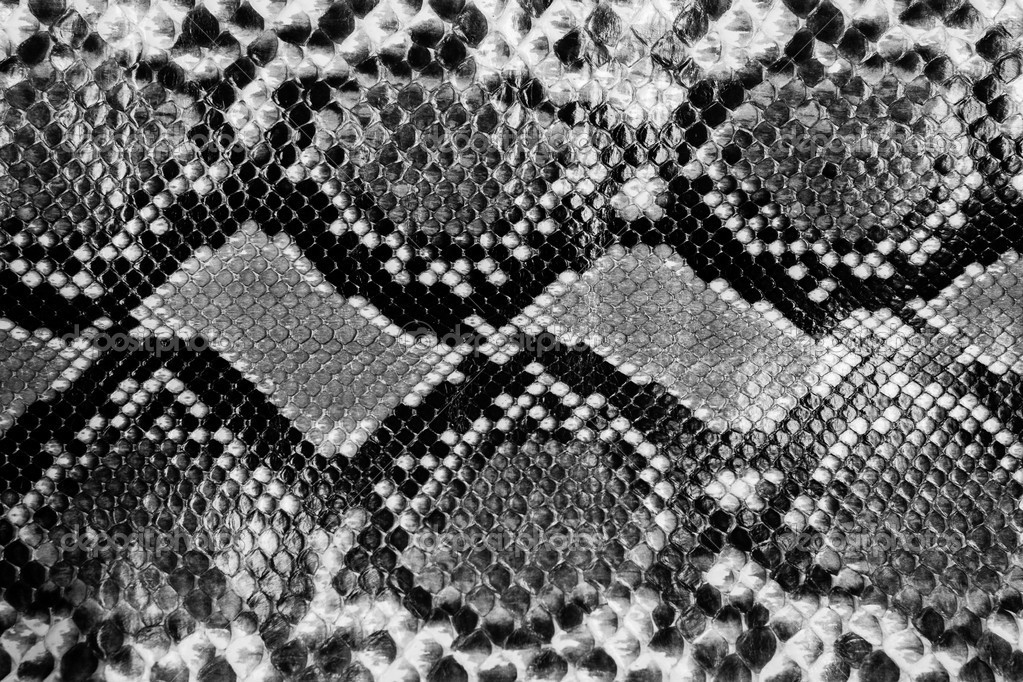 Snake skin — Stock Photo © chayathon 35198033