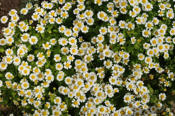 White small flowers background (chamomiles)