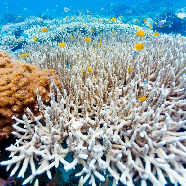 Tropical Fishes near Colorful Coral Reef