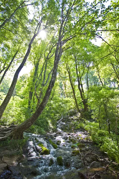 Beautiful forest waterfall in Plitvicka jezera Croatia