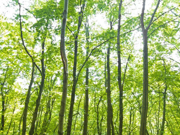 Forest trees background. nature green wood sunlight.