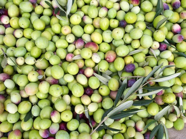 Green olives ready for processing