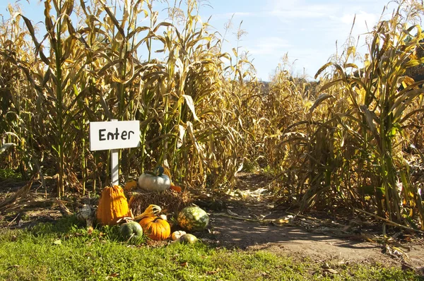 Corn maze