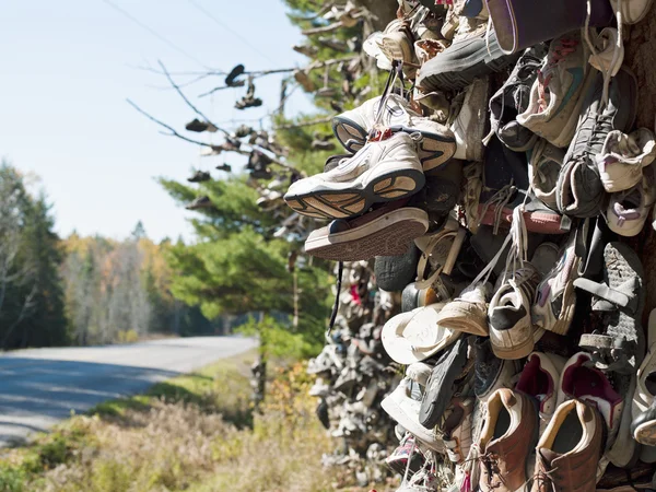 Old shoes hanging on tree