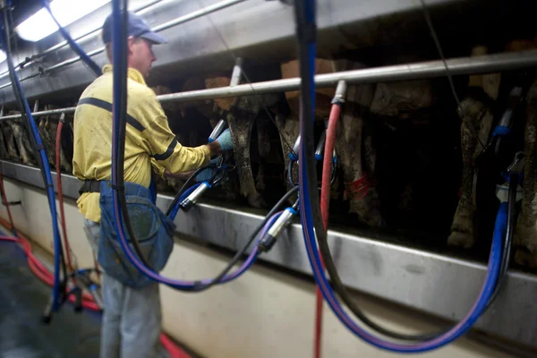 Farmer attaching milking machine to cow