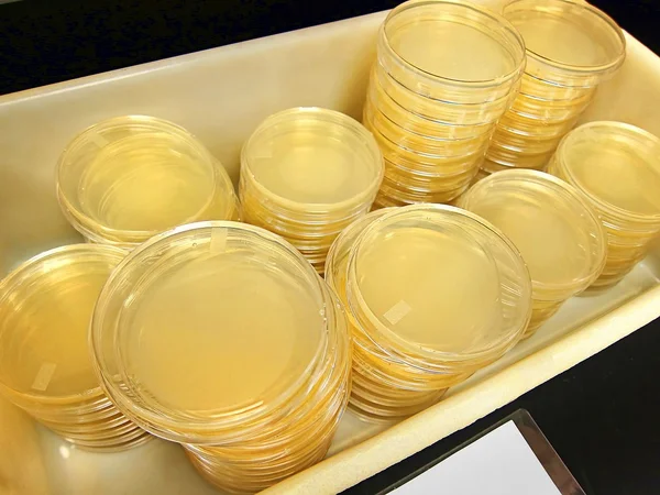 TSA Trypticase Soy Agar plates in a medical / science lab / laboratory