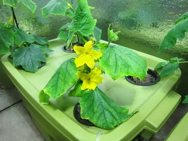 Cucumber hydroponic plants / hydroponics/ organic vegetable garden/ cultivation of plants in greenhouse