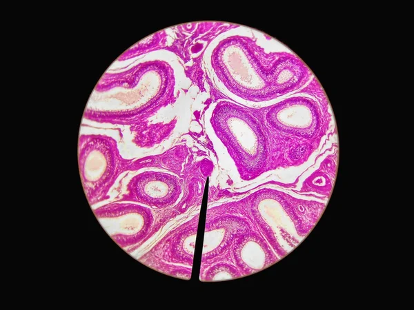 Microscopic cross section of testes testis T.S tissue background science medical anatomy physiology