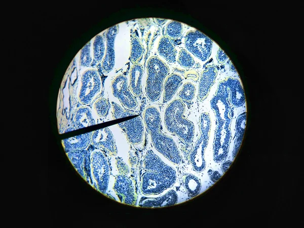 Sperm produced in the seminiferous tubules microscopic cross section of male testes testis T.S tissue background science medical anatomy physiology