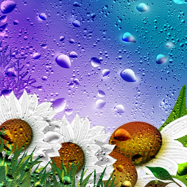 Daisy flower in drops of water