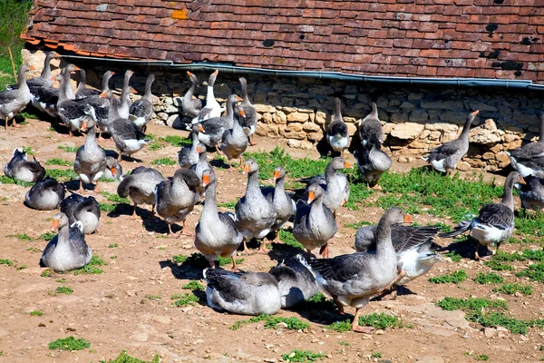 These geese are bred for production of foie gras