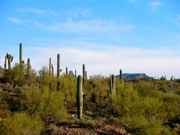 Desert Cacti