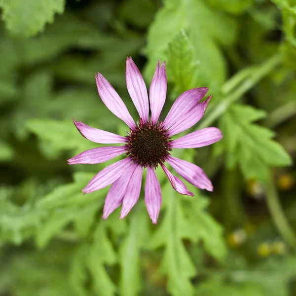 Pink flowers