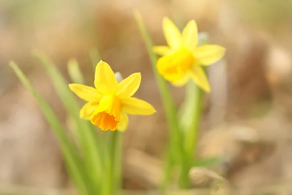 Two Wild Daffodils in sunlight