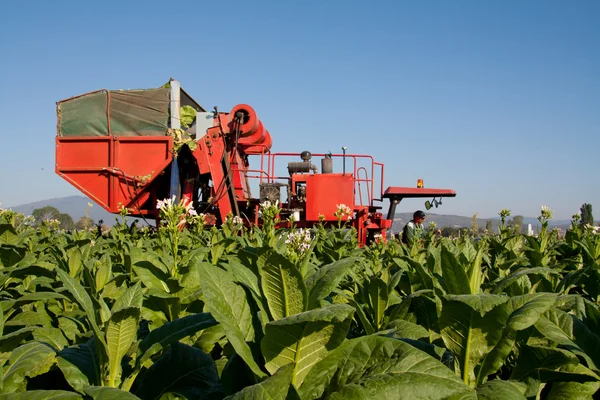 Red tractor harvesting tobacco leaves
