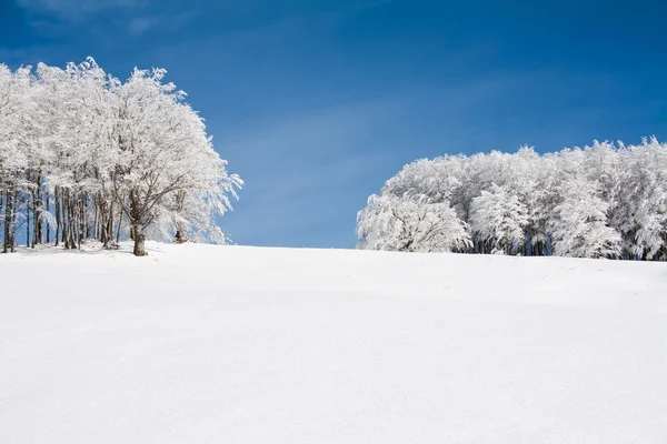 Snow landscape