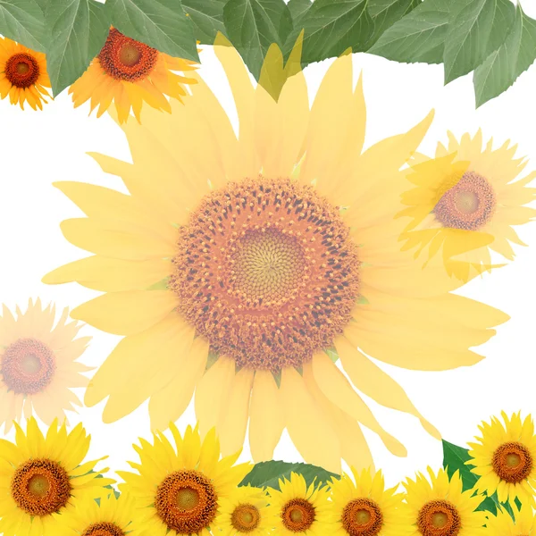 Sunflower frame