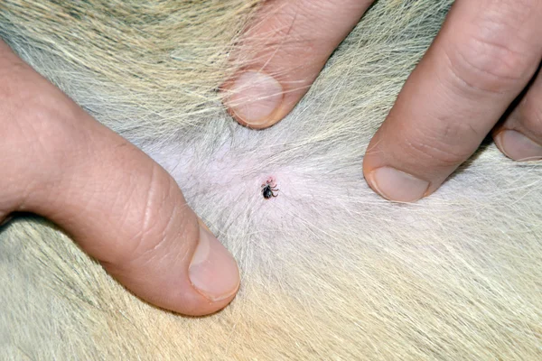 Removing tick attached to dog