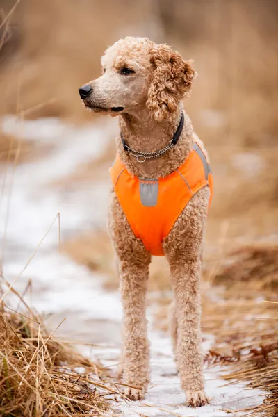 Standing Poodle