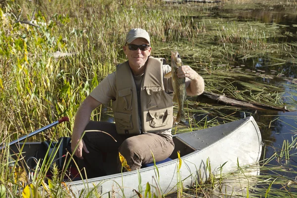 Happy fisherman in canoe holds fresh caught walleye