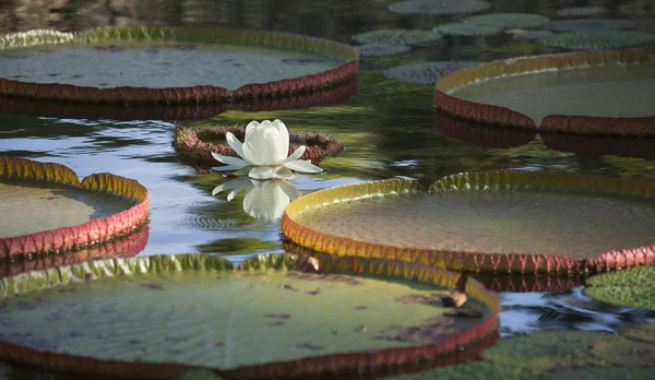 Lily pads and white flower on a pond