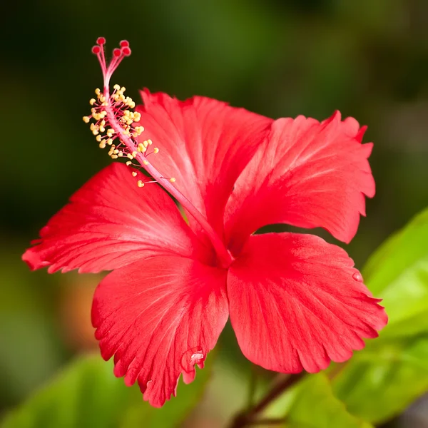 Hibiscus Flower.