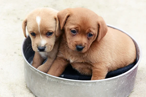 Two adorable little brown puppies in a bowl