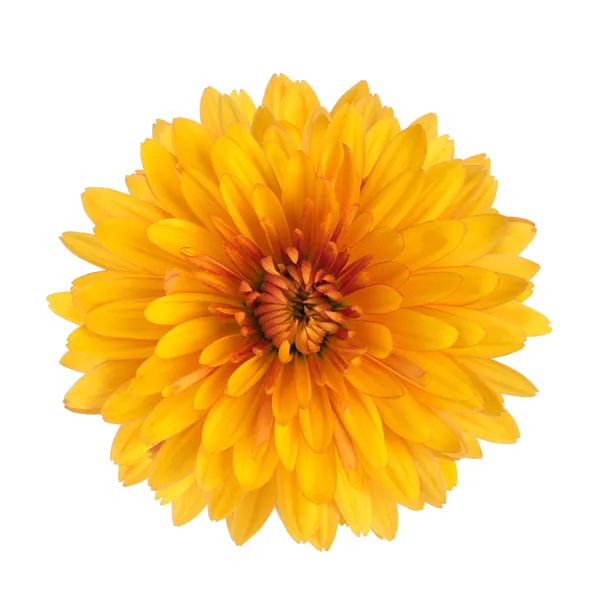 Yellow chrysanthemum flower
