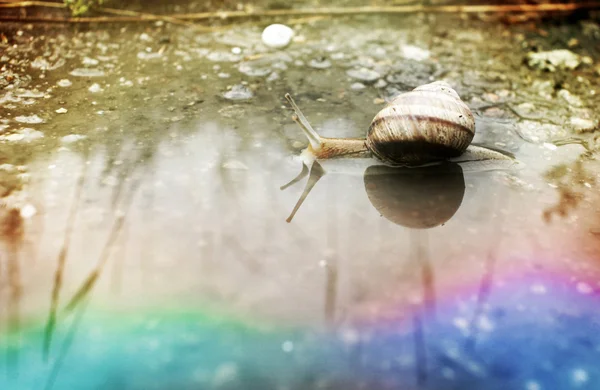 Snail in the water