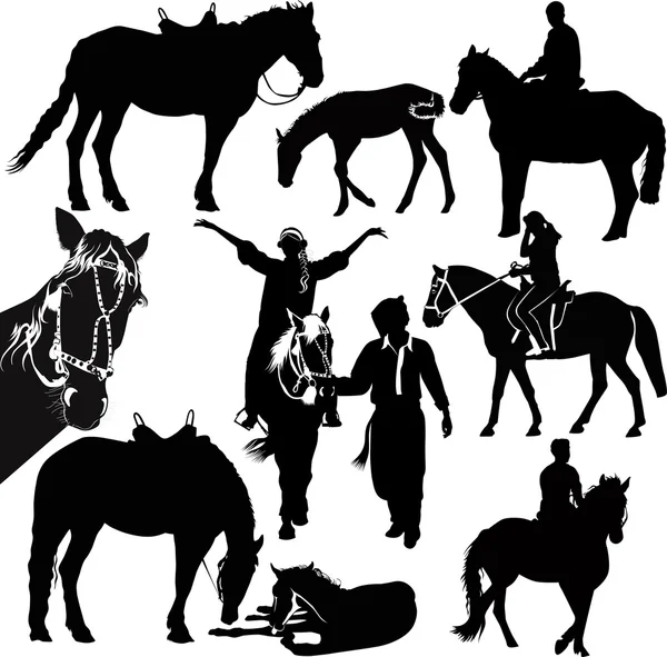 Horses animals equestrian sport