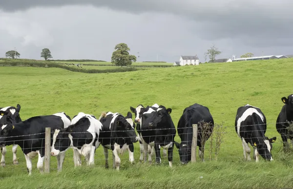 Dairy farm black and white cows